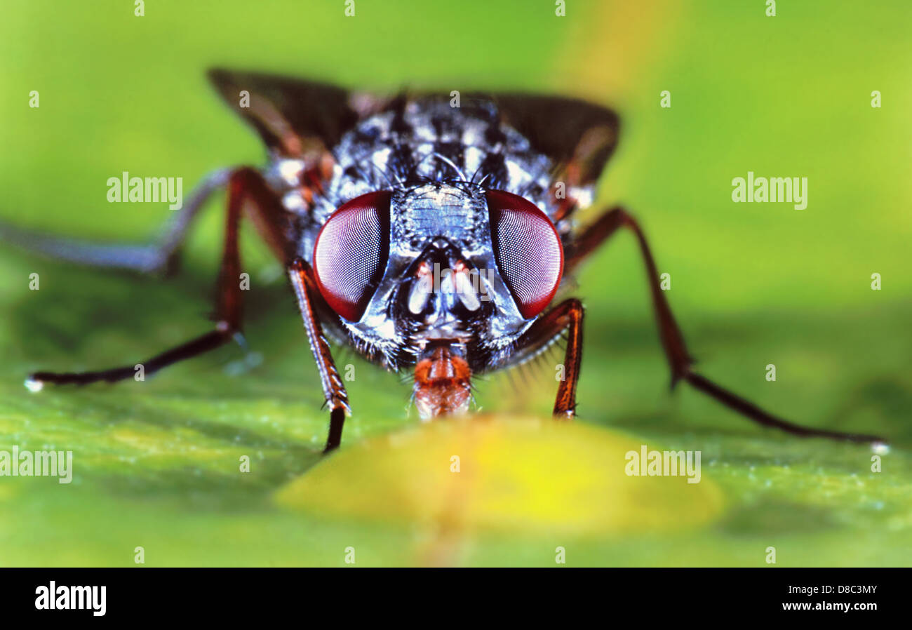 La mosca doméstica menor (Fannia canicularis), Retrato Foto de stock