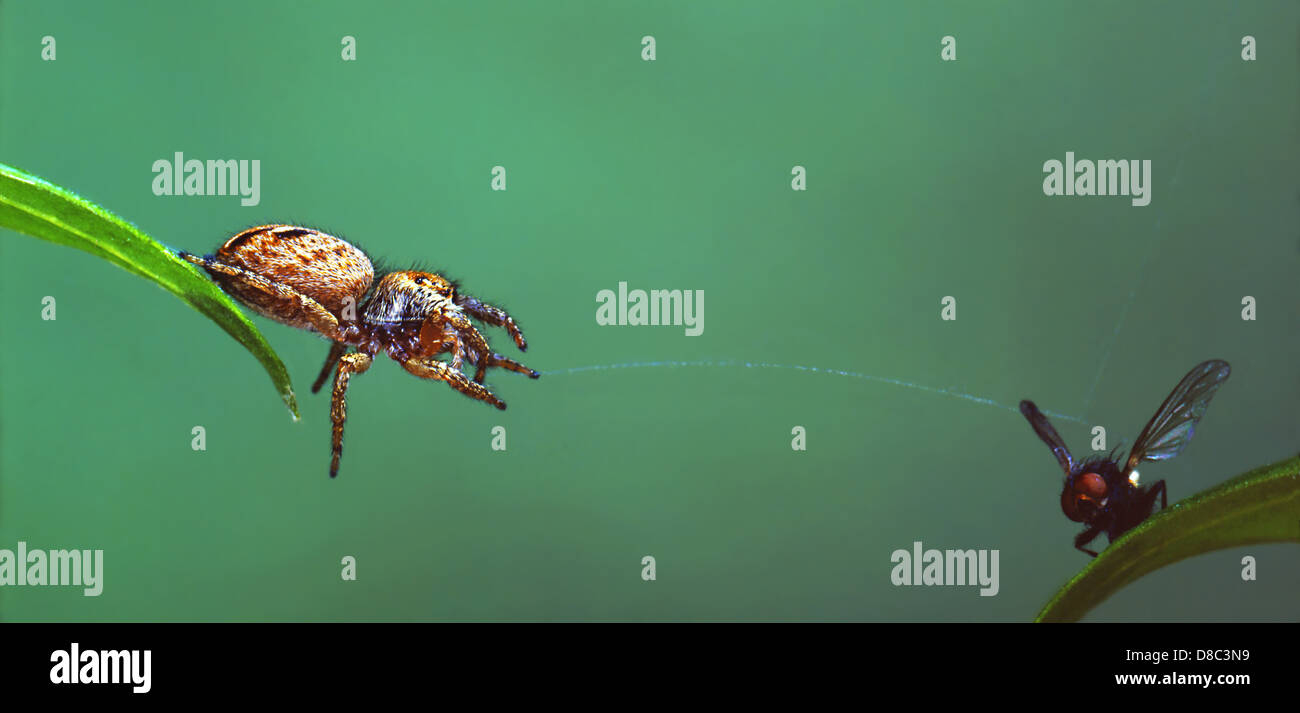 Jumping spider atrapar una mosca Foto de stock