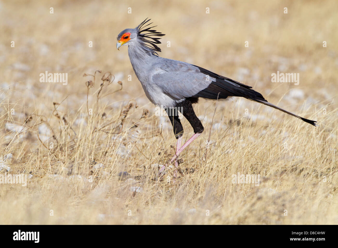 Secretario (Sagittarius serpentarius Aves), Namibia Foto de stock