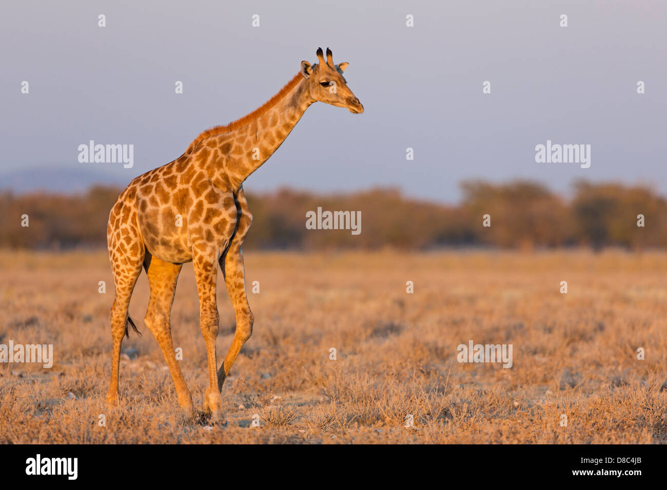 Jirafa (Giraffa camelopardalis), Carretera a Okondeka Waterhole, Namibia Foto de stock
