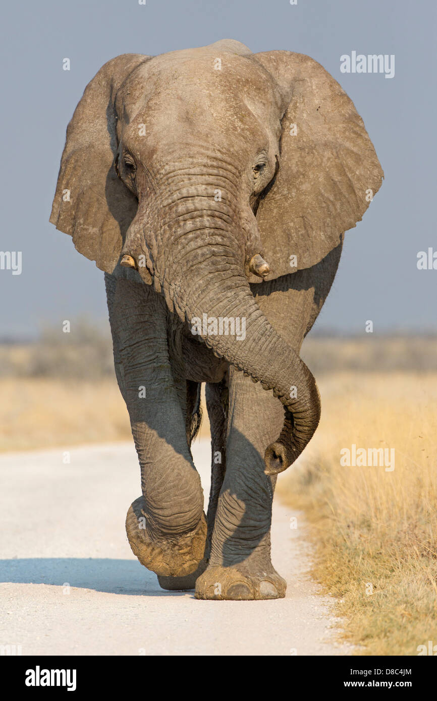 Bush Elefante africano (Loxodonta africana), Carretera a Tscharitsaub Waterhole, Namibia Foto de stock