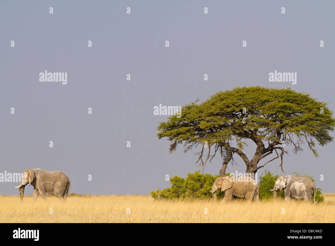 Bush Elefantes Africanos (Loxodonta africana), Tscharitsaub Waterhole, Namibia Foto de stock