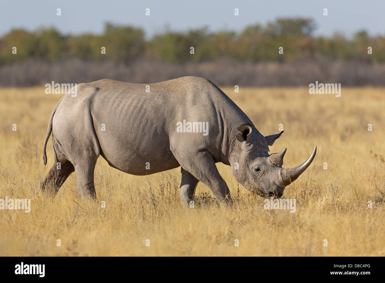 De rinoceronte negro (Diceros bicornis), Gemsbokvlakte Waterhole, Namibia Foto de stock