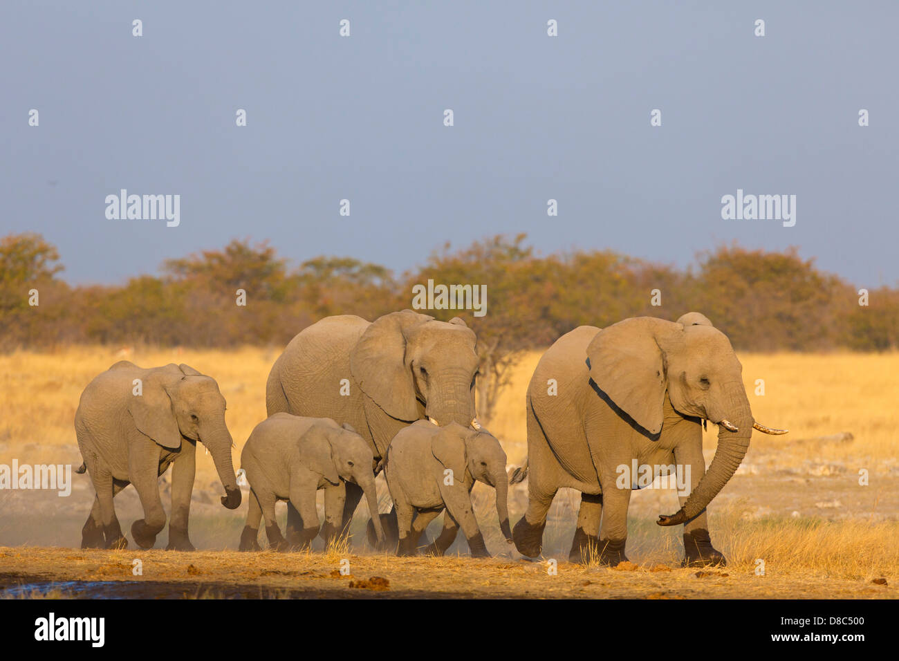 Grupo de elefantes bush africano (Loxodonta africana), Rietfontein, Namibia Foto de stock