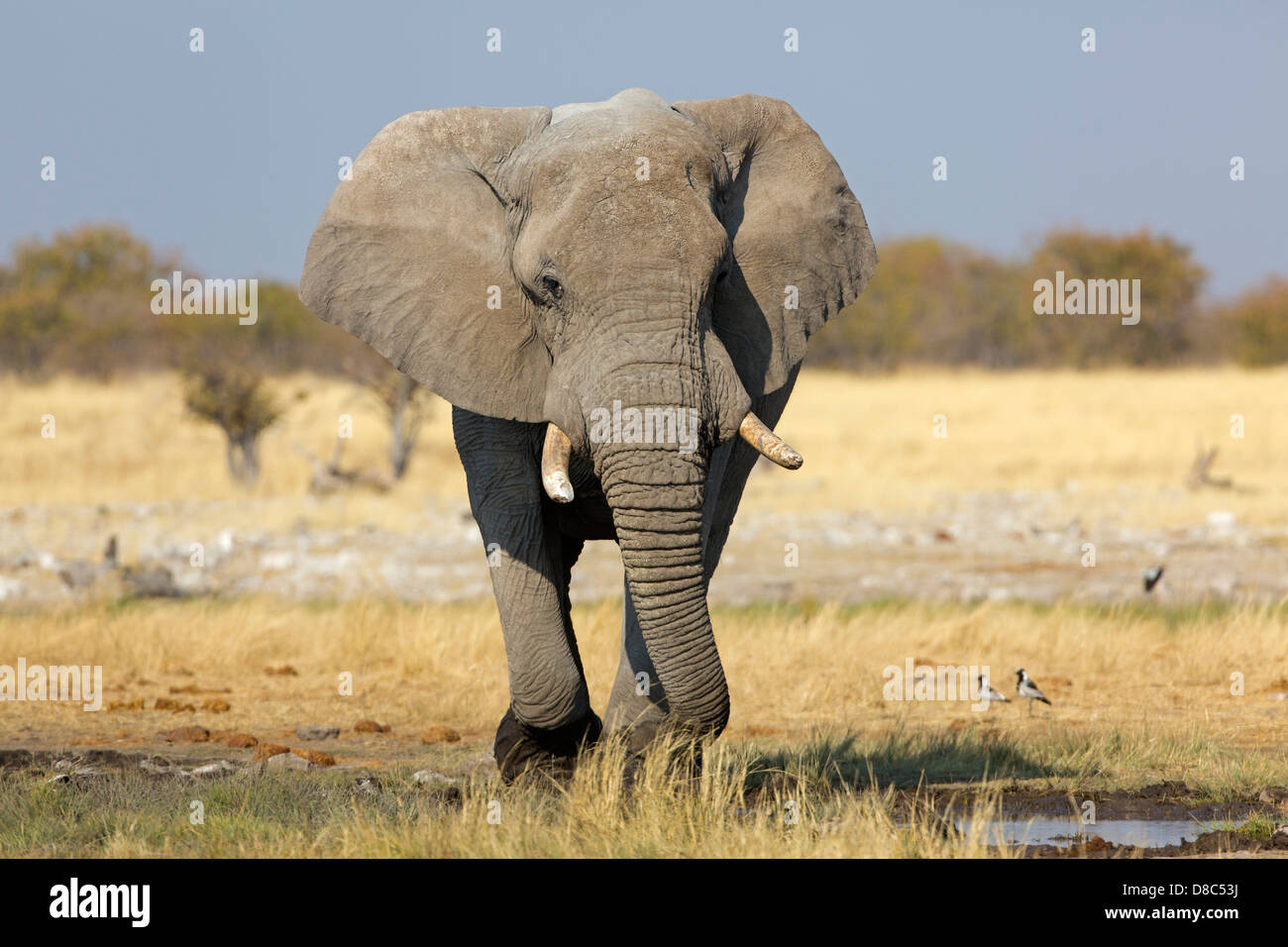 Bush Elefante africano (Loxodonta africana), Rietfontein, Namibia Foto de stock