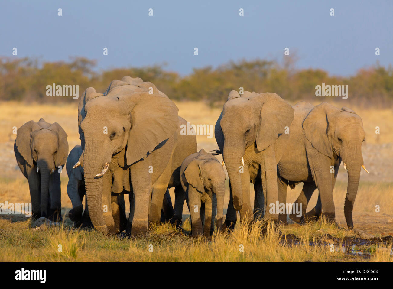 Grupo de elefantes bush africano (Loxodonta africana), Rietfontein, Namibia Foto de stock