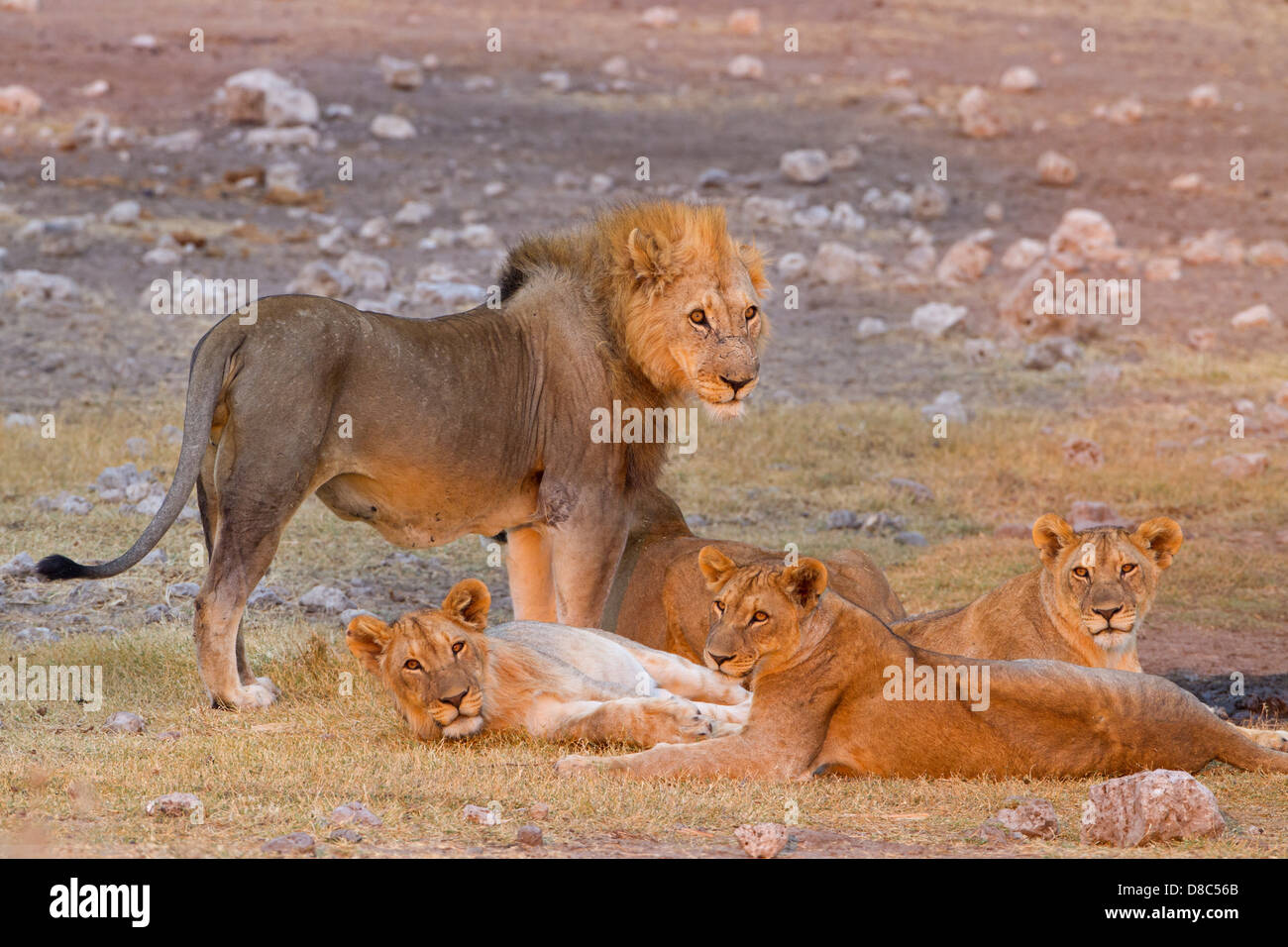 Grupo de leones (Panthera leo), Koinachas Fountain, Namibia Foto de stock