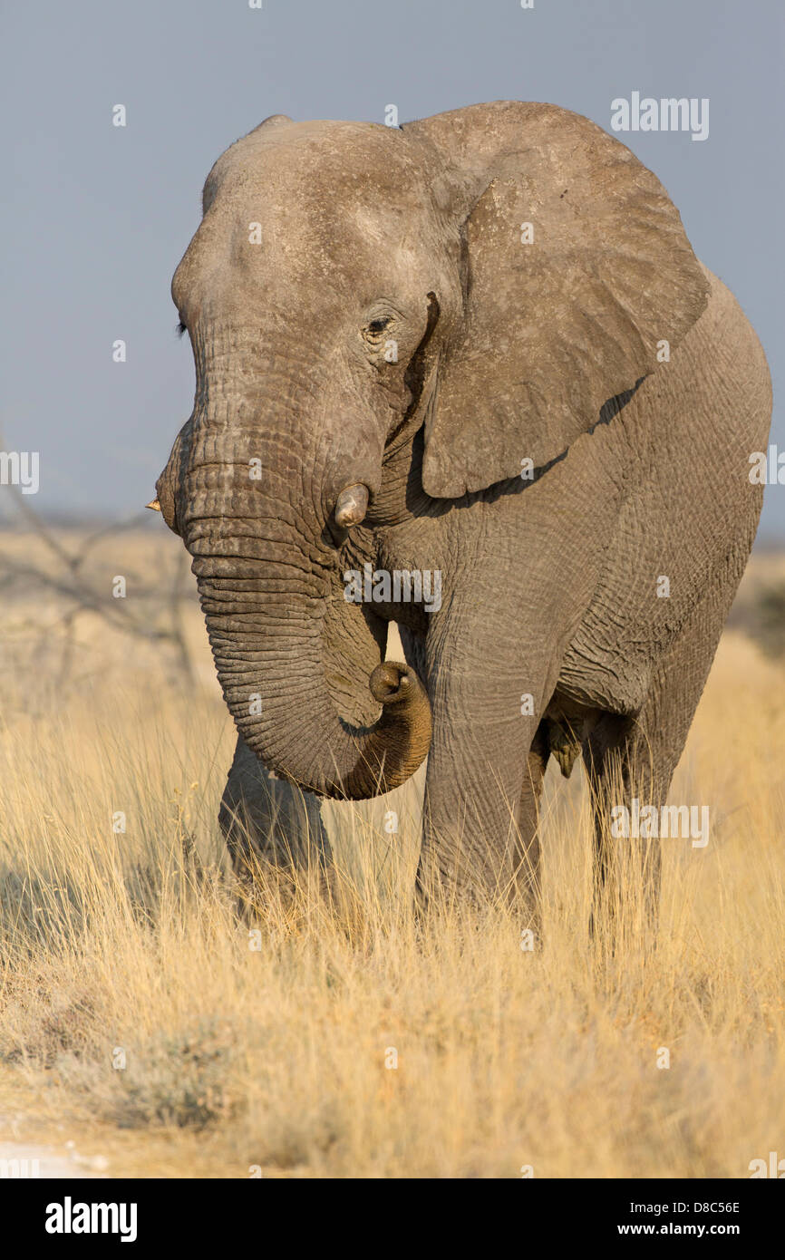 Bush Elefante africano (Loxodonta africana), Tscharitsaub Waterhole, Namibia Foto de stock