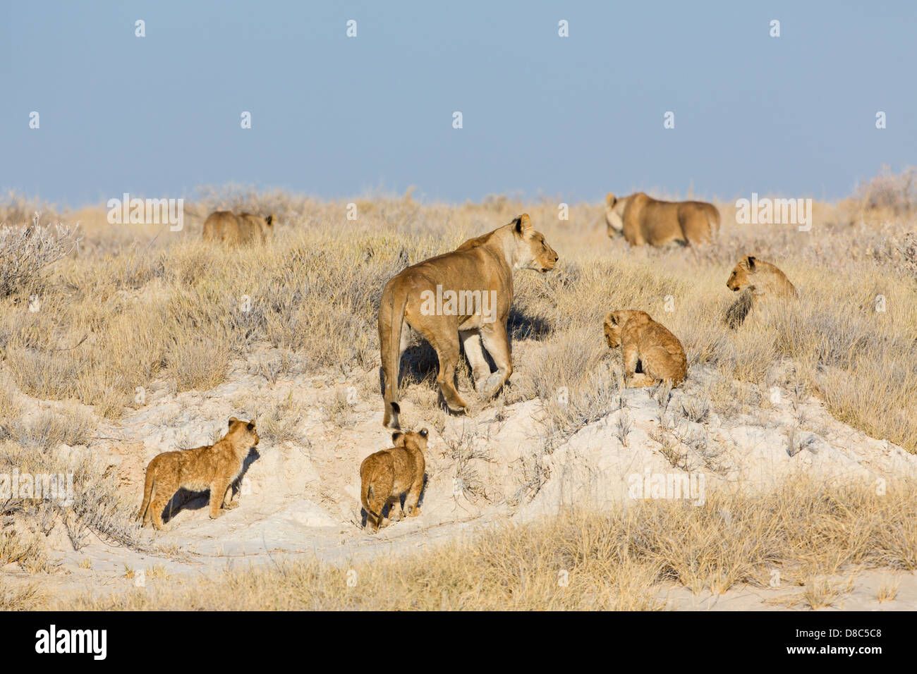Grupo de leones (Panthera leo) con animales jóvenes Okondeka Waterhole, Namibia Foto de stock