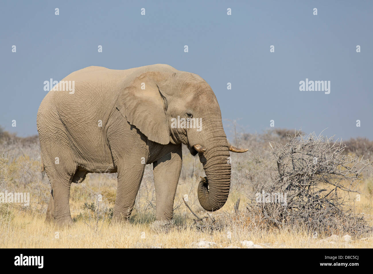 Bush Elefante africano (Loxodonta africana), Ondongab, Namibia Foto de stock