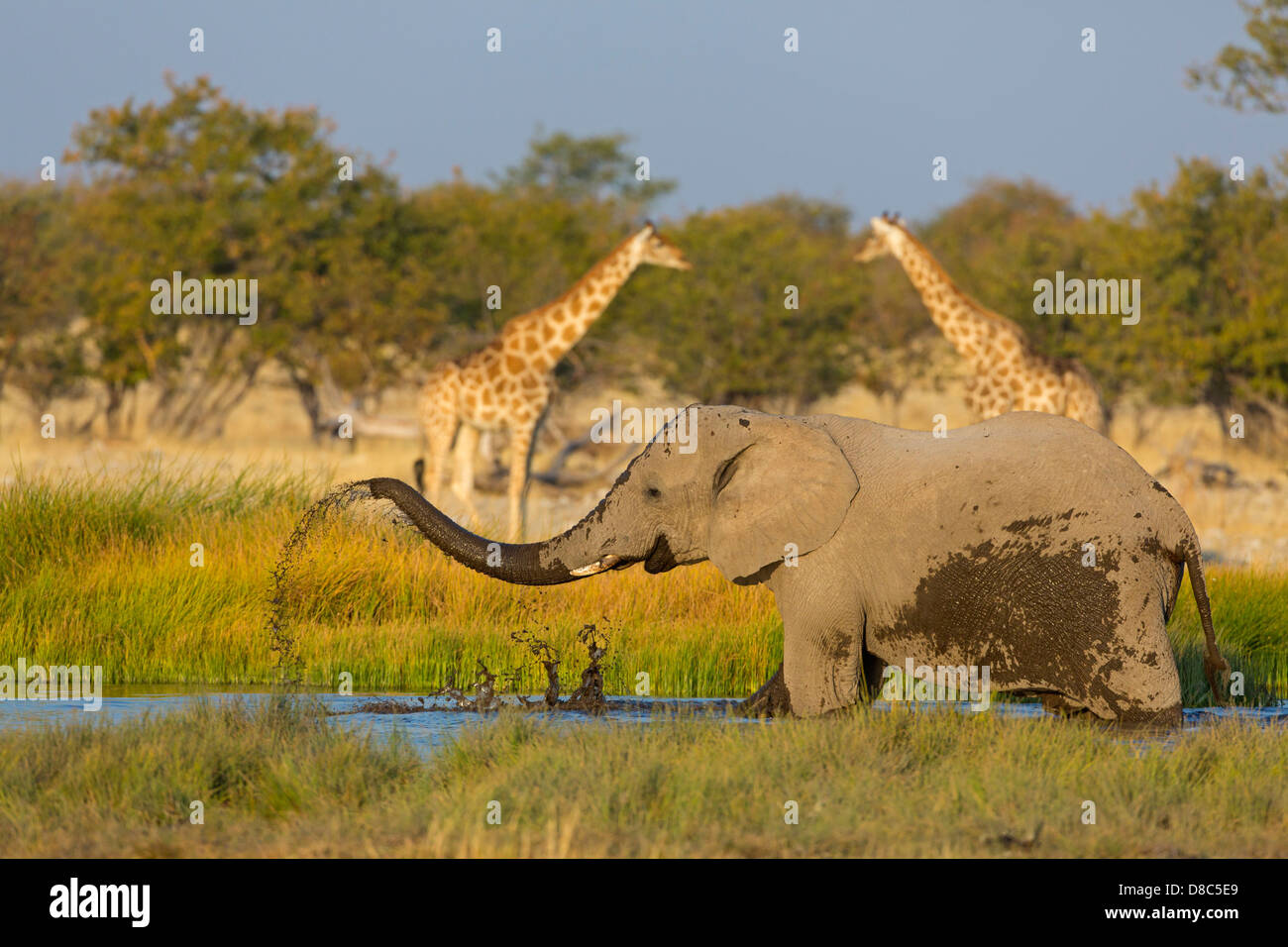 Bush Elefante africano (Loxodonta africana) con jirafas (Giraffa camelopardalis) en waterhole, Rietfontein, Namibia Foto de stock