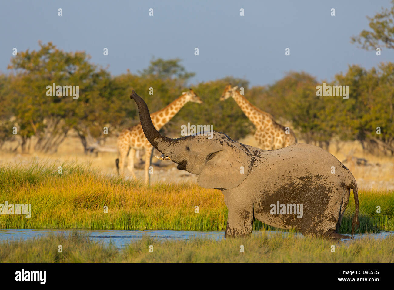 Bush Elefante africano (Loxodonta africana) con jirafas (Giraffa camelopardalis) en waterhole, Rietfontein, Namibia Foto de stock