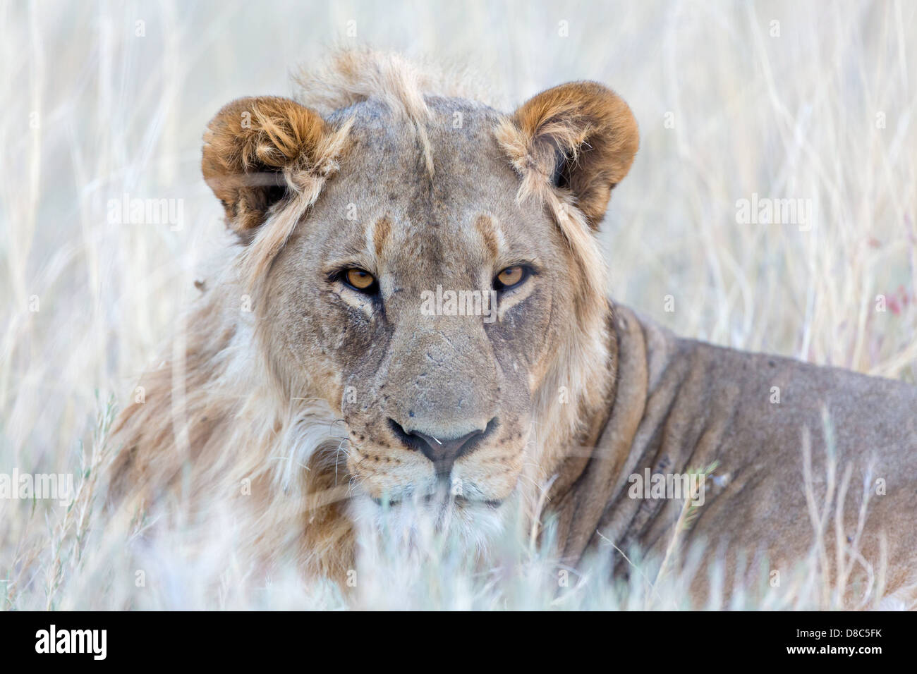 León (Panthera leo), Tscharitsaub Waterhole, Namibia Foto de stock