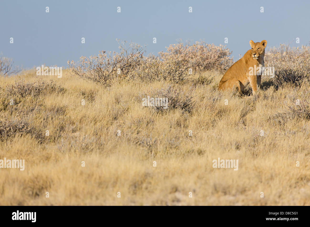 León (Panthera leo), Okondeka Waterhole, Namibia Foto de stock