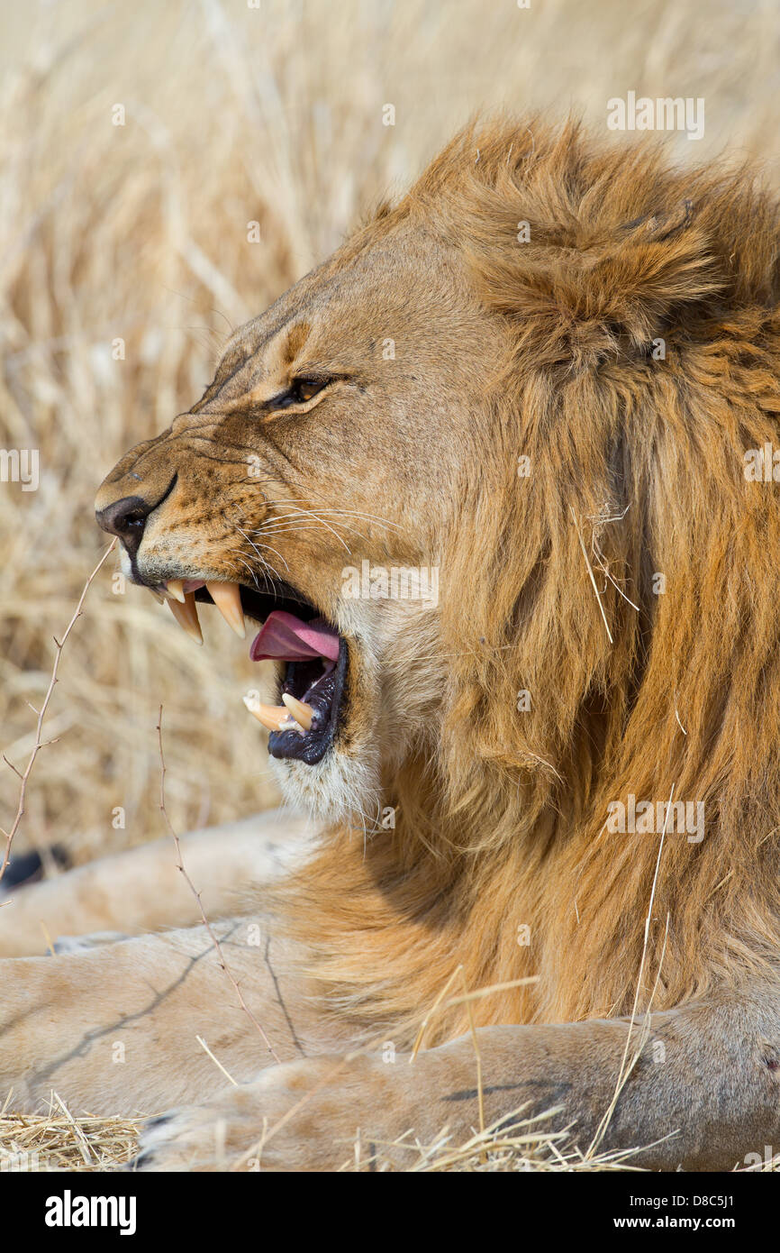 León (Panthera leo), Kalkheuwel Waterhole, Namibia Foto de stock