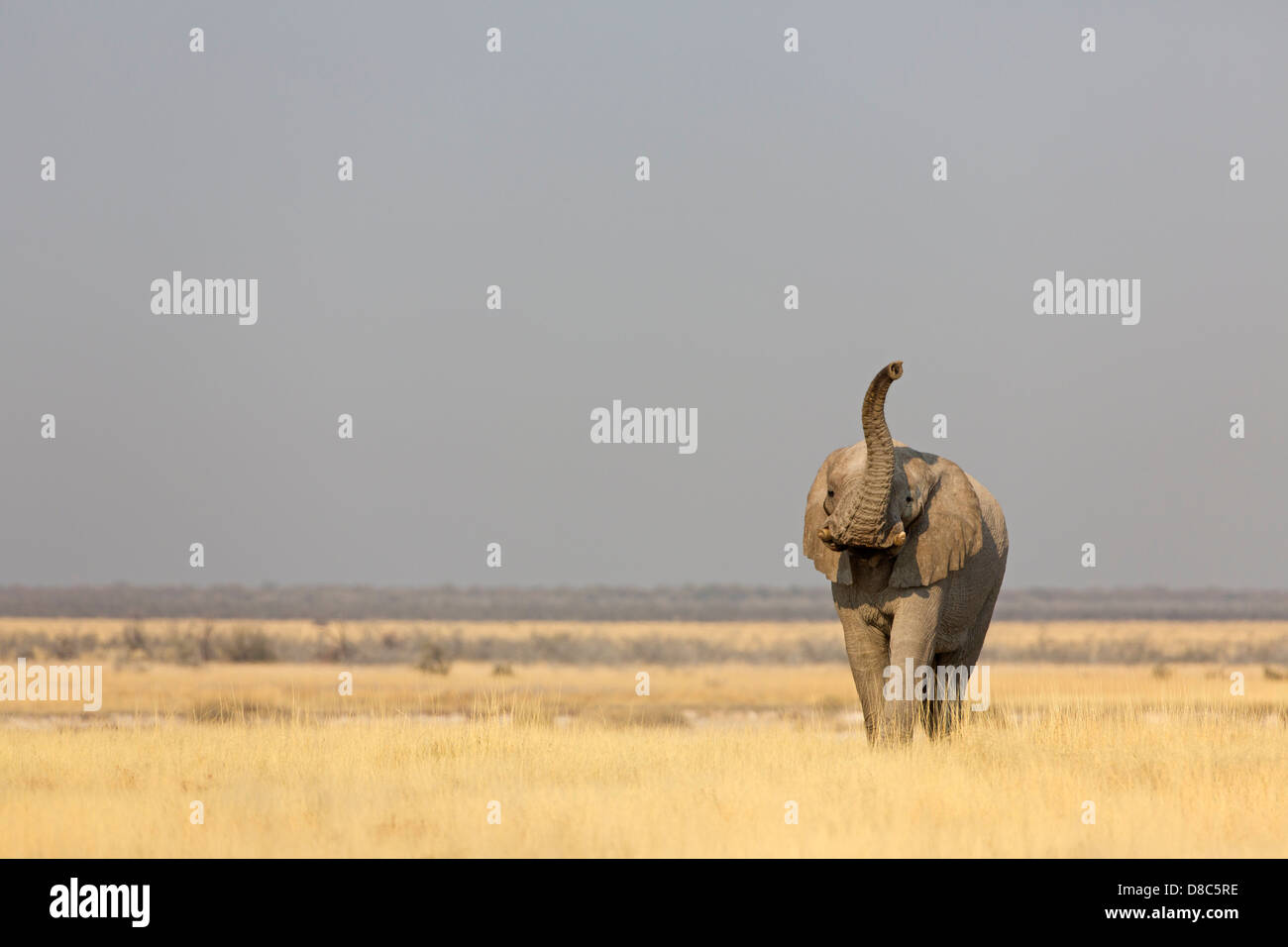 Bush Elefante africano (Loxodonta africana), Tscharitsaub Waterhole, Namibia Foto de stock