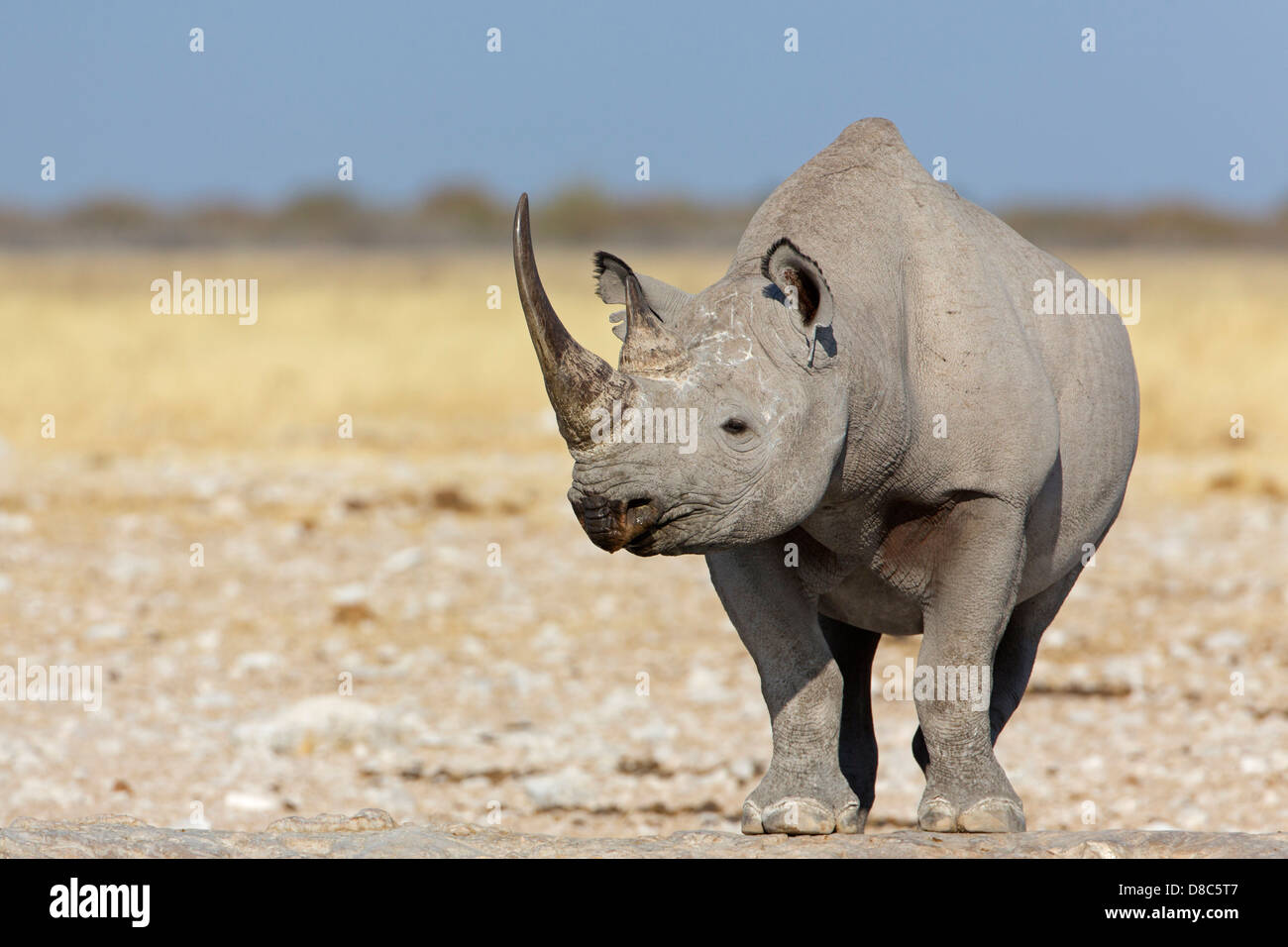 De rinoceronte negro (Diceros bicornis), Gemsbokvlakte Waterhole, Namibia Foto de stock
