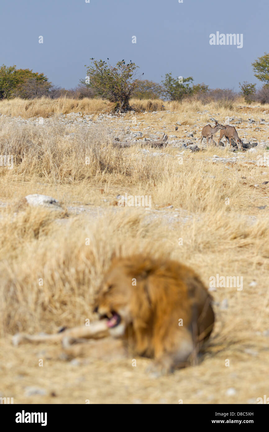 León (Panthera leo) y dos veces mayor (Tragelaphus Kudus trepsiceros), Kalkheuwel Waterhole, Namibia Foto de stock