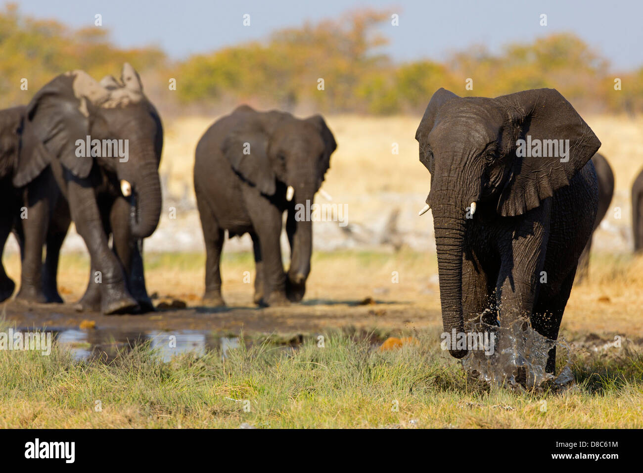 Grupo de elefantes bush africano (Loxodonta africana) en el waterhole, Rietfontein, Namibia Foto de stock