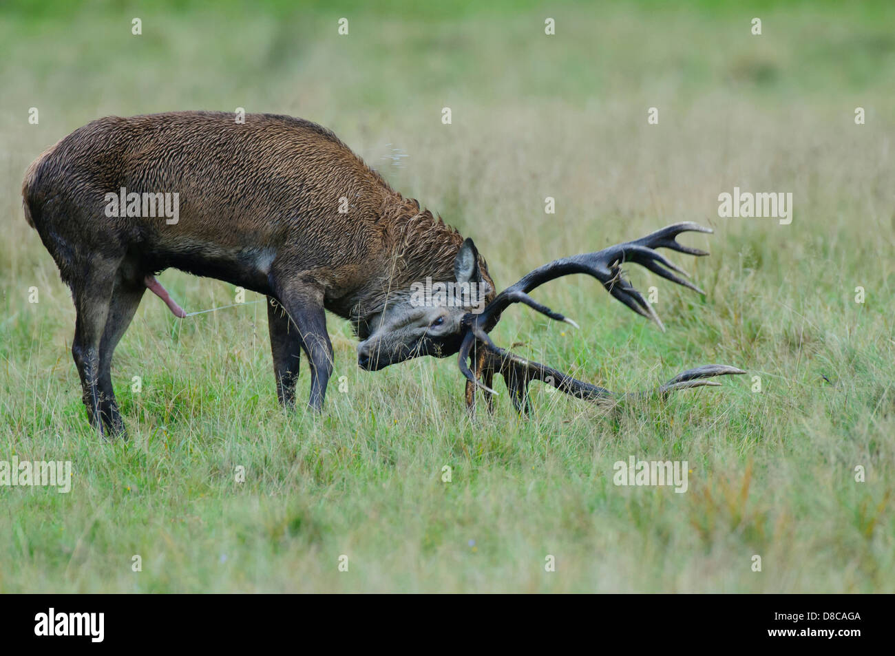 Red Deer, macho, temporada de celo, Cervus elaphus, klampenborg, Dinamarca, Foto de stock