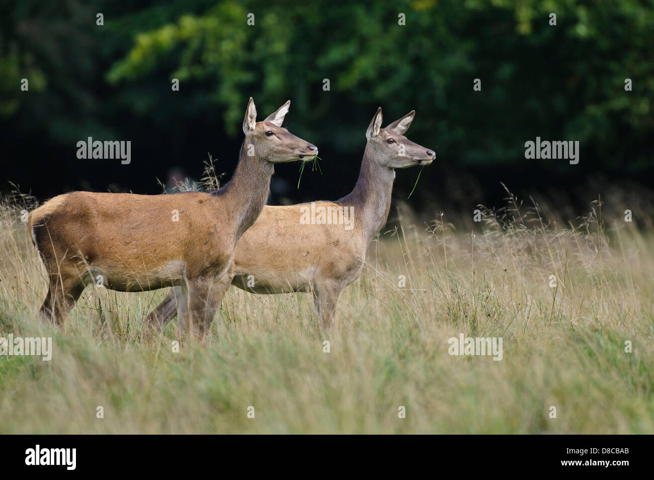 Red Deer, sí, mujer, temporada de celo, Cervus elaphus, klampenborg, Dinamarca, Foto de stock