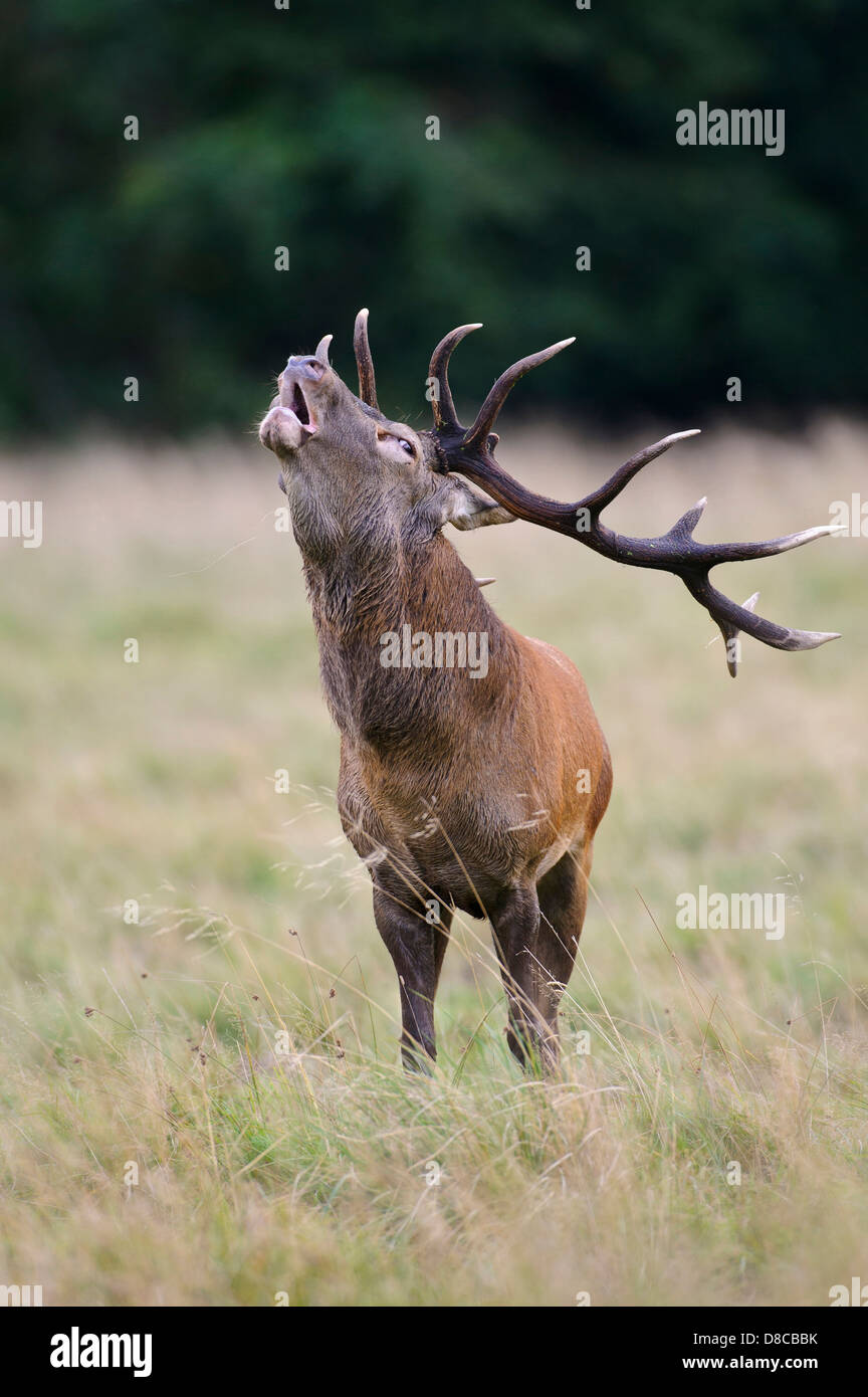 Red Deer, macho, temporada de celo, Cervus elaphus, klampenborg, Dinamarca, Foto de stock