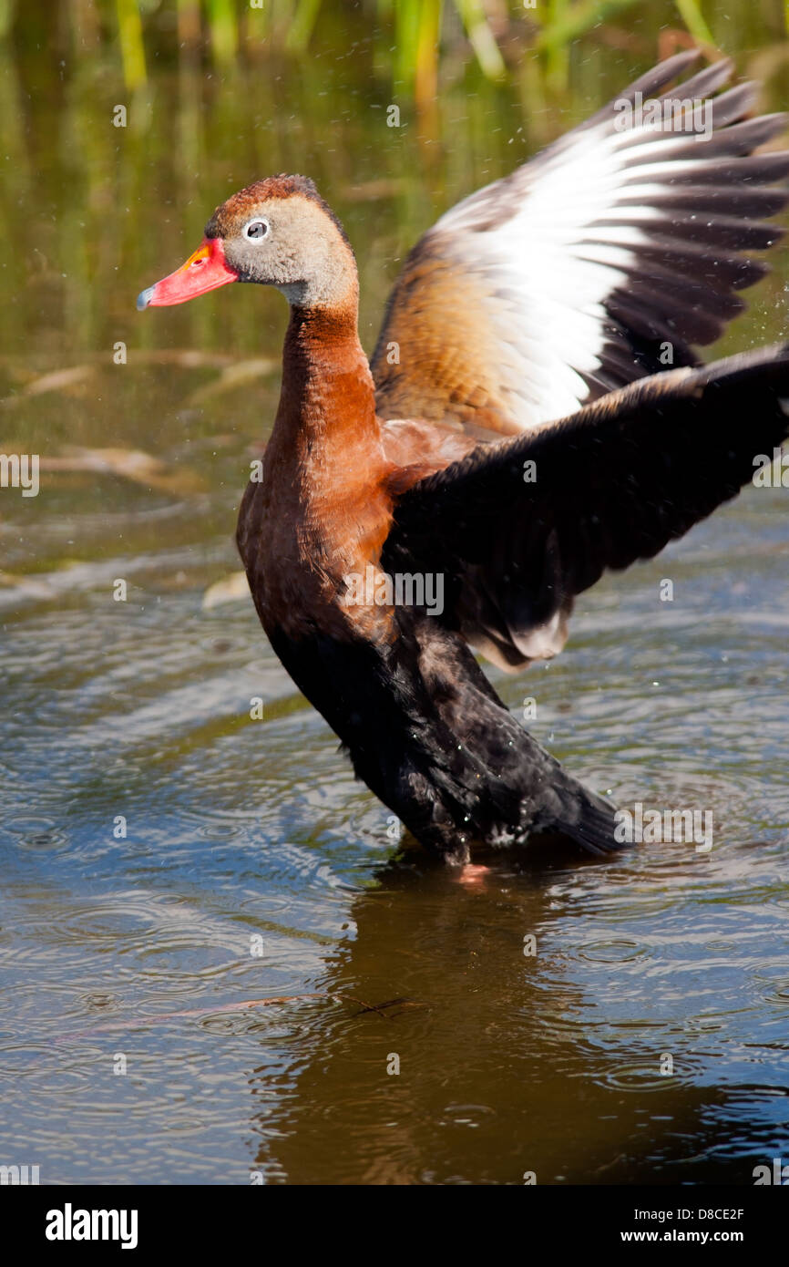 - Wakodahatchee Black-Bellied Whistling-Duck Humedales - Delray Beach, Florida, EE.UU. Foto de stock