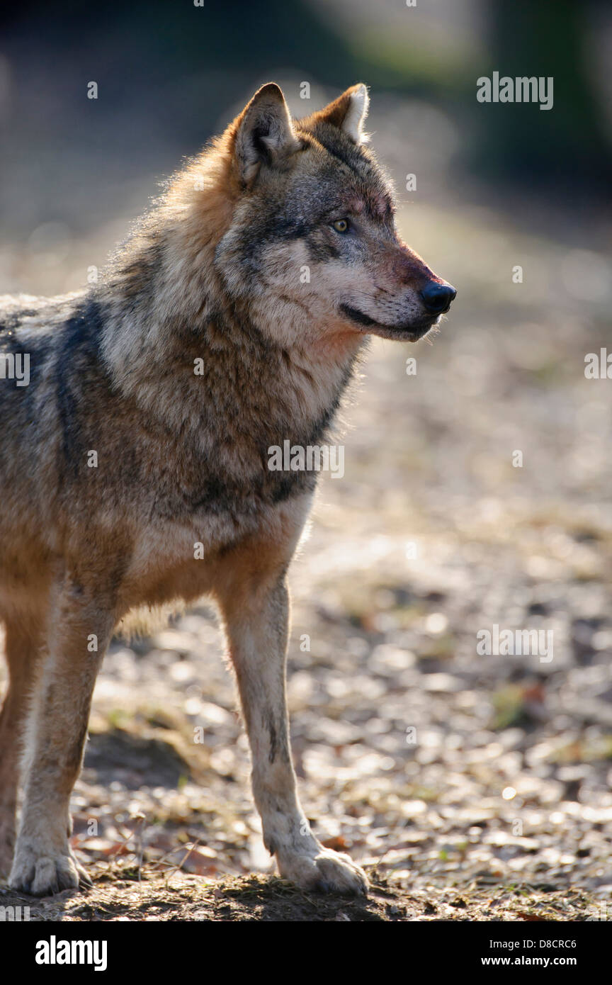 Lobo gris, canis lupus Foto de stock