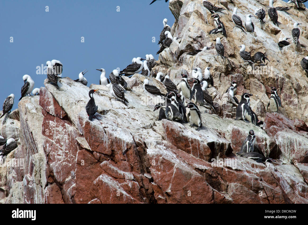 La Reserva Nacional de Paracas.El pingüino de Humboldt (Spheniscus