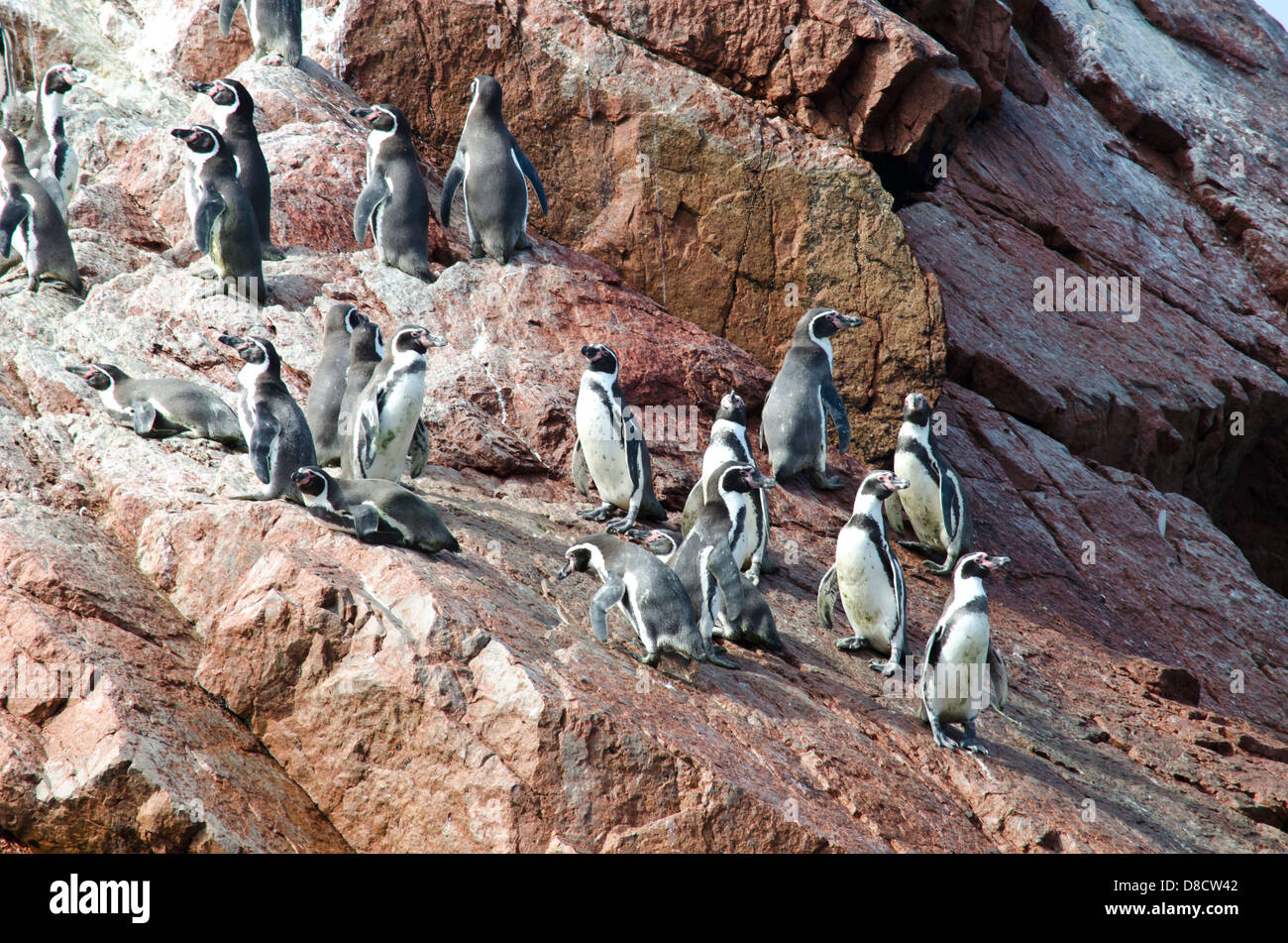 La Reserva Nacional de Paracas.El pingüino de Humboldt (Spheniscus