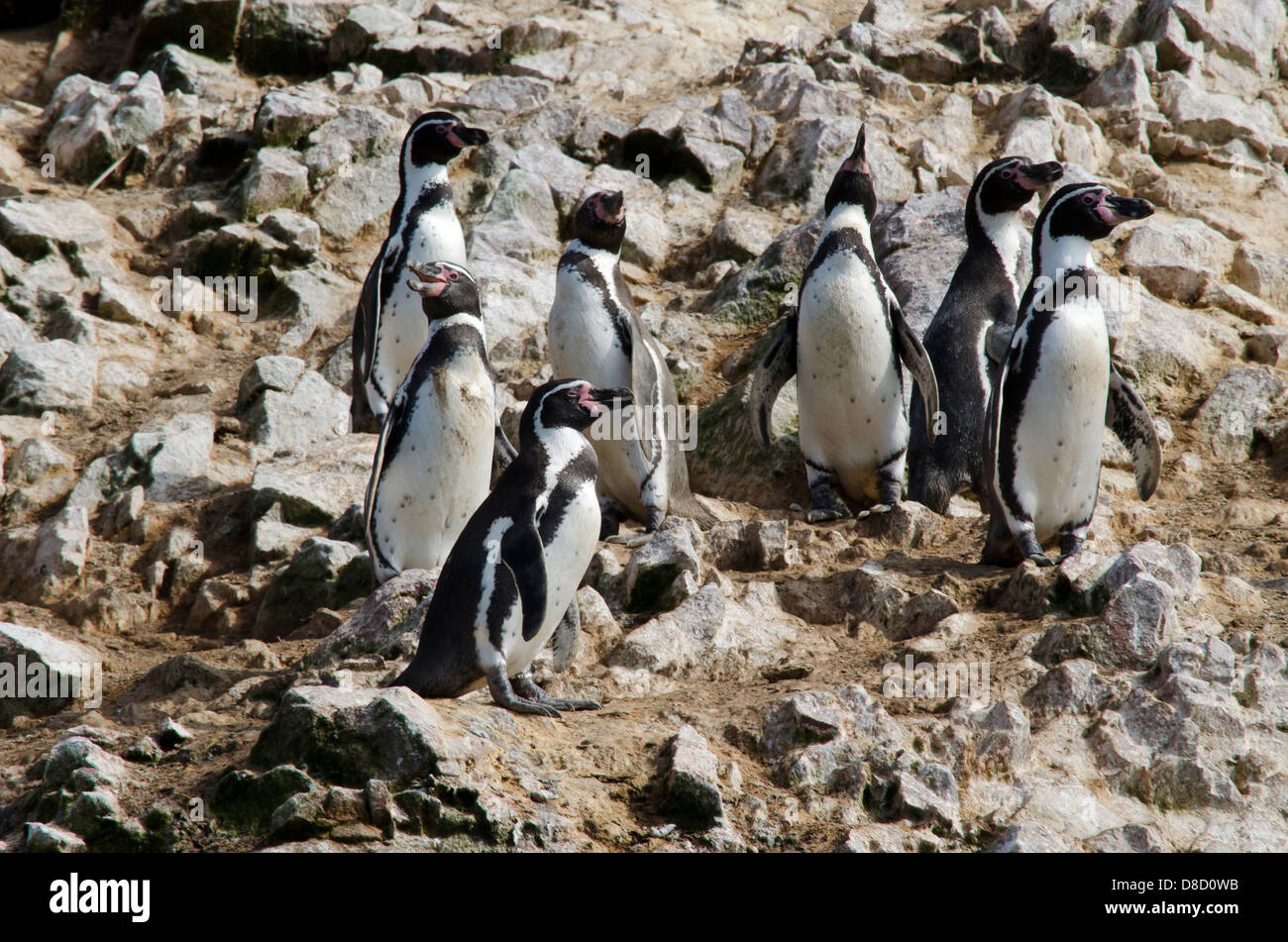 La Reserva Nacional de Paracas.El pingüino de Humboldt (Spheniscus humboldti) en las islas