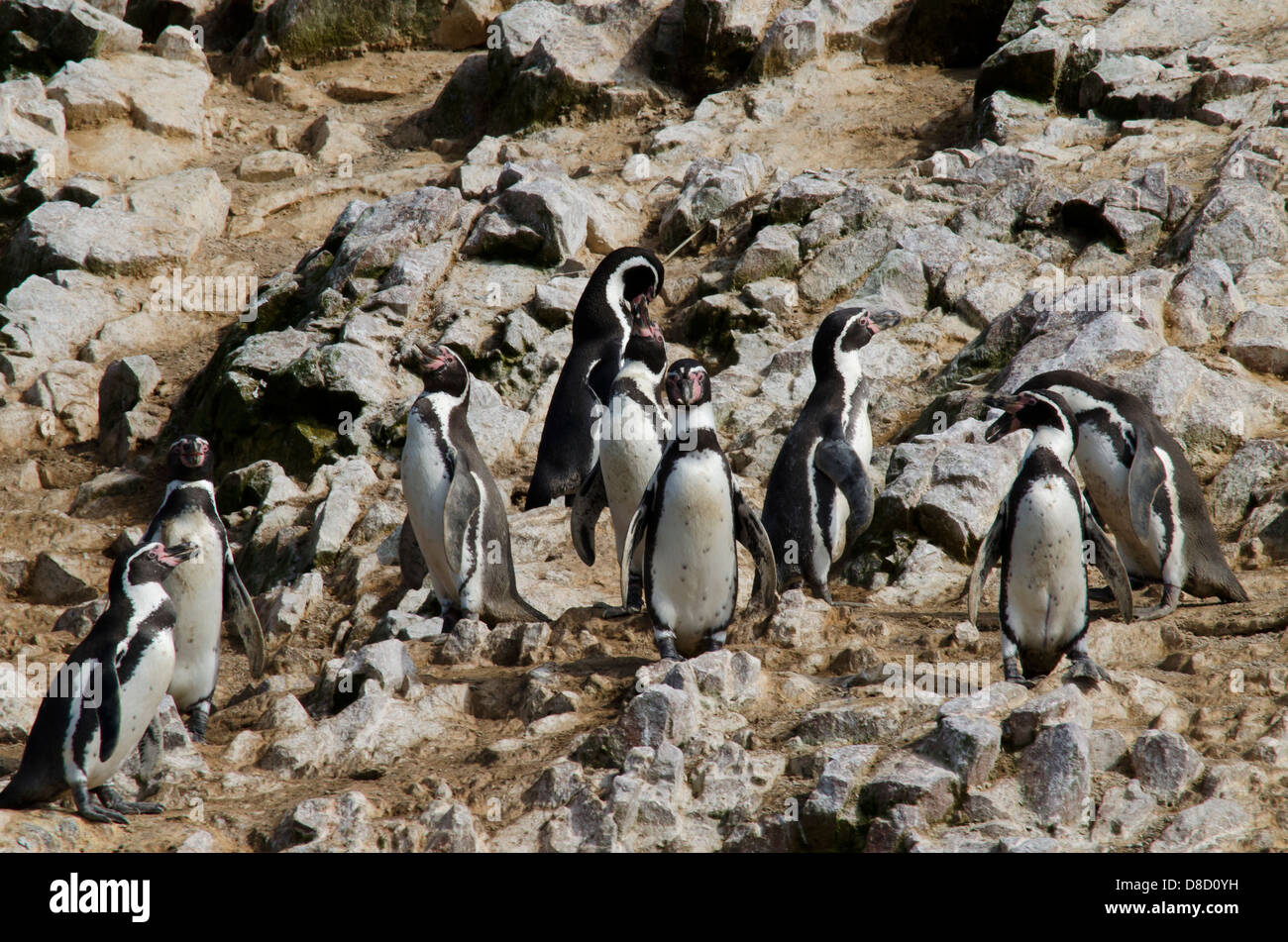 La Reserva Nacional de Paracas.El pingüino de Humboldt (Spheniscus humboldti) en las islas