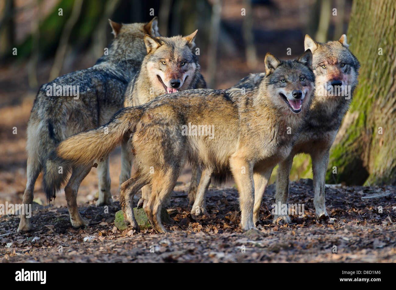 Lobo gris, canis lupus Foto de stock