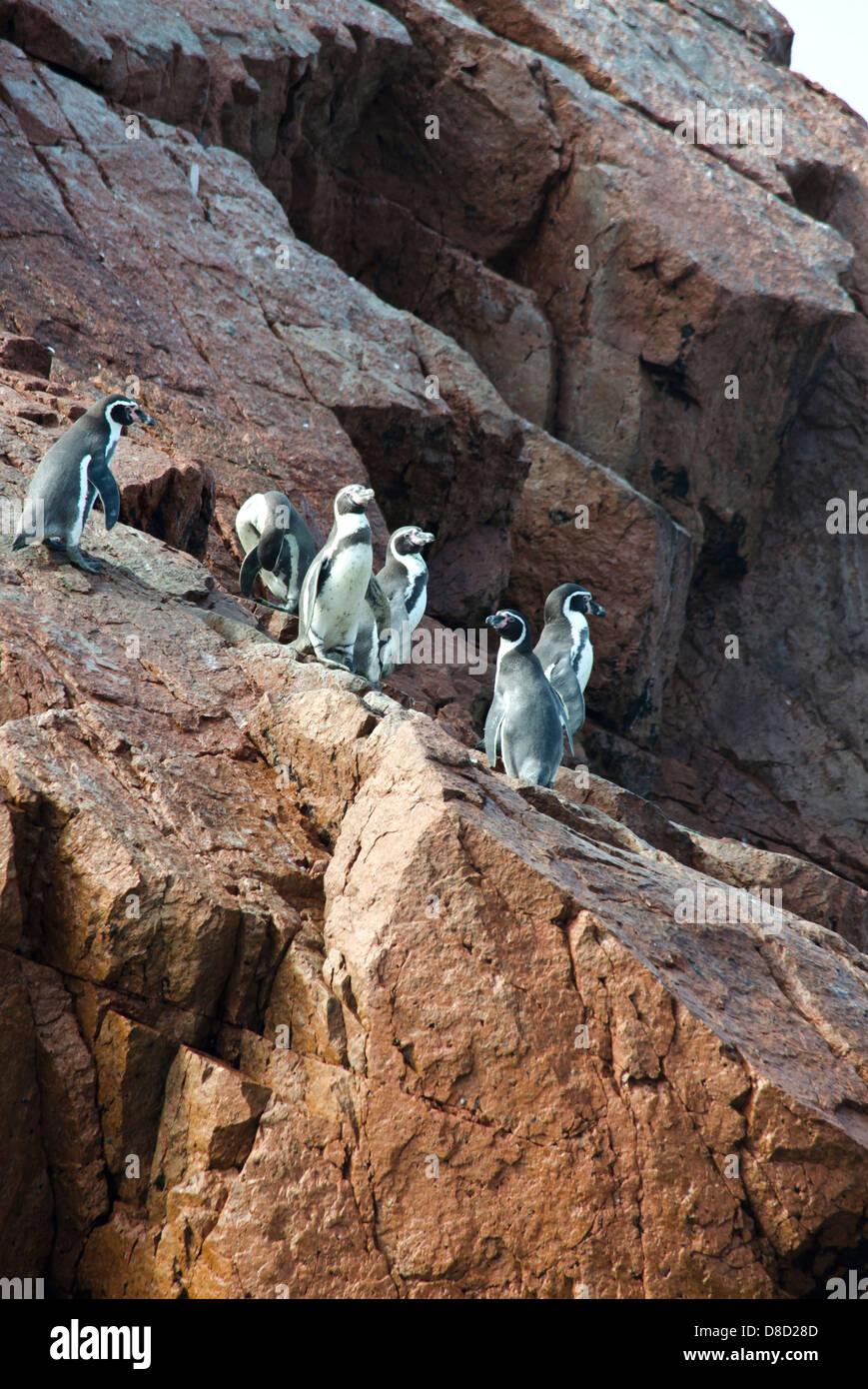 La Reserva Nacional de Paracas.El pingüino de Humboldt (Spheniscus humboldti) en las islas