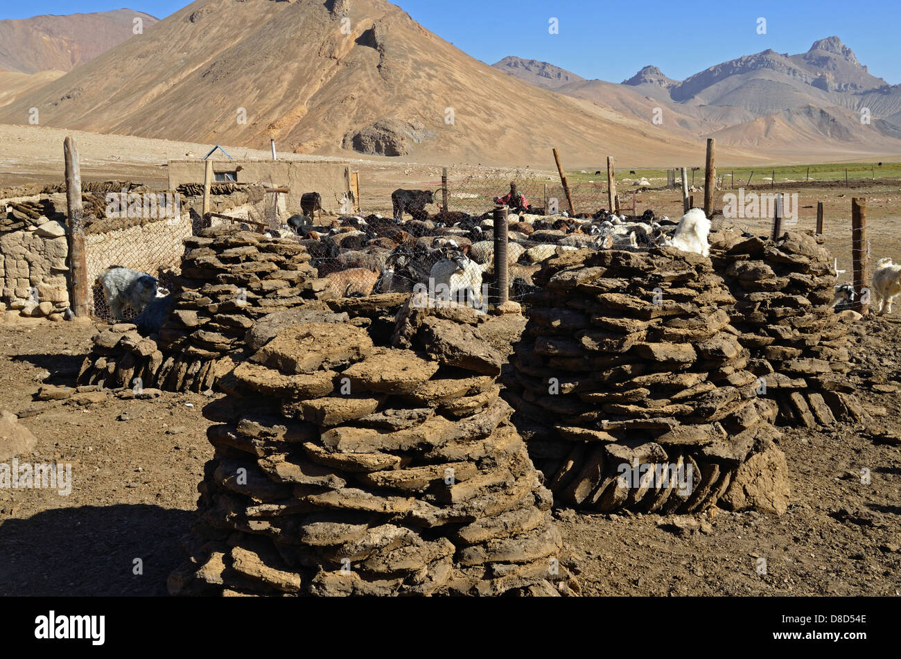 Estiércol de Vaca seca utilizada para combustible en Murgab ciudad del Pamir Foto de stock