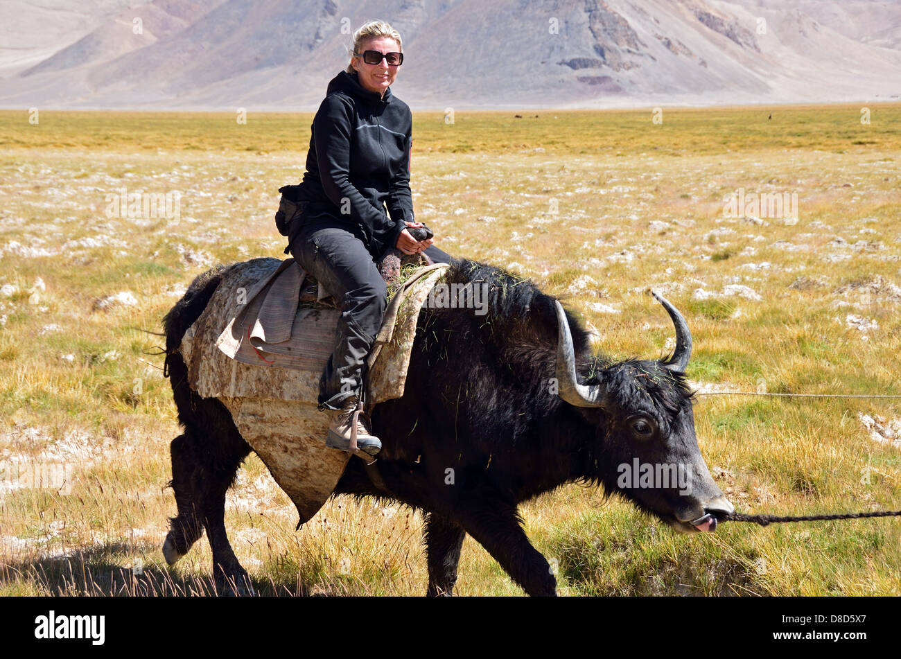 Montando un yak en el Pamir, Tayikistán Foto de stock