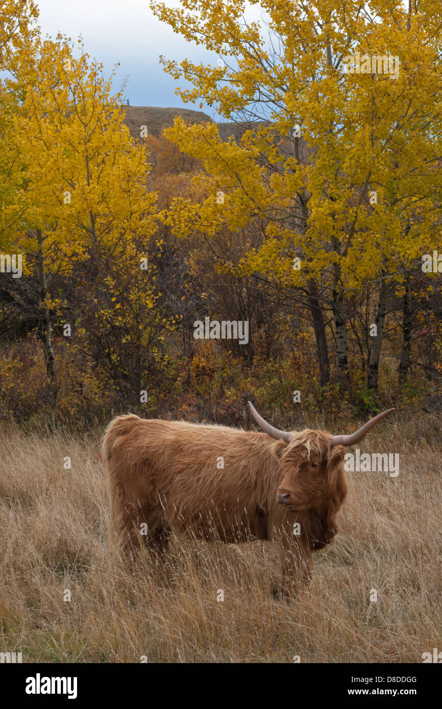 Highland vaca en bosque ripario de pradera de gramíneas Foto de stock