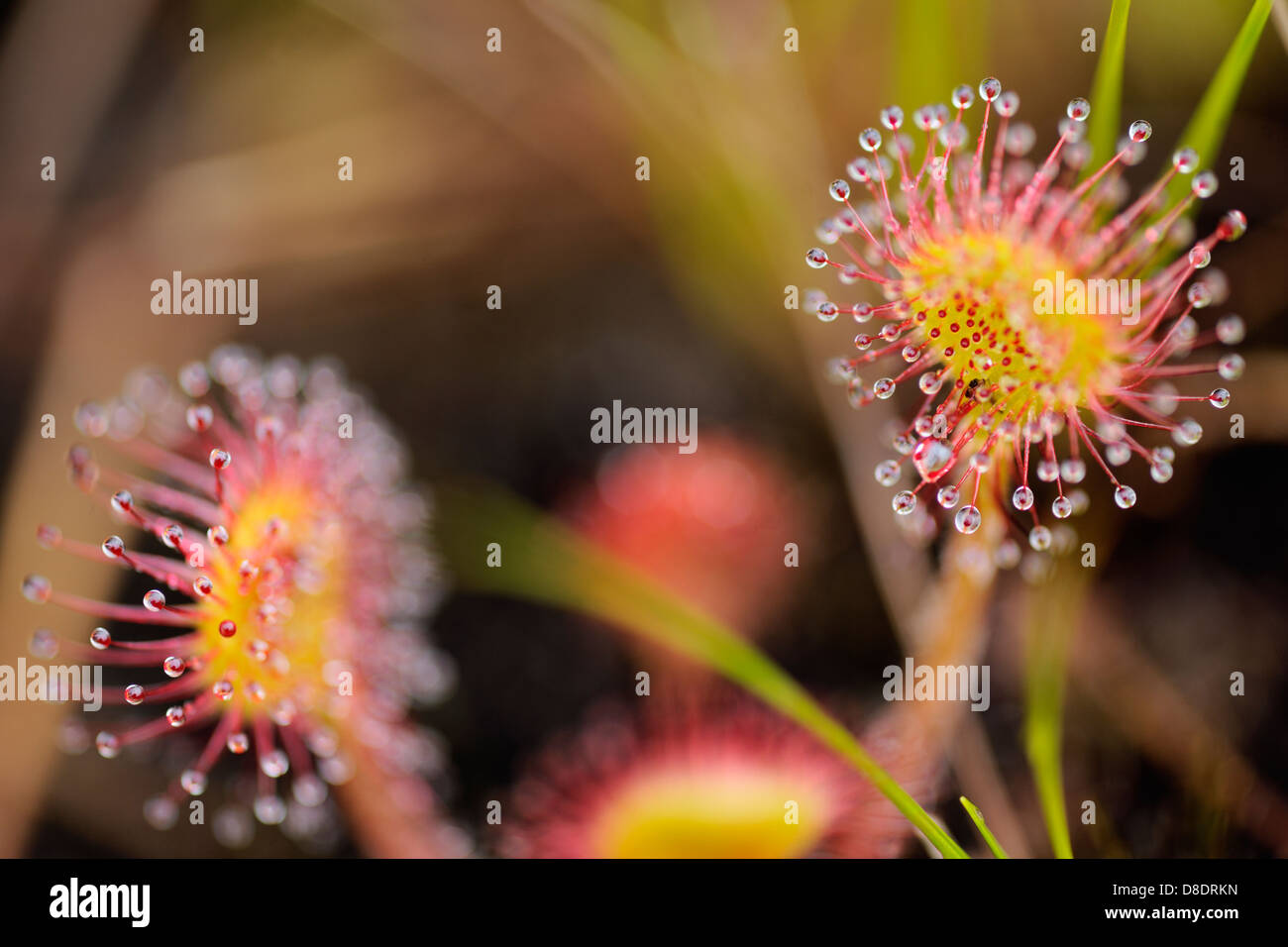 Hoja Redonda sundew (Drosera rotundifolia) Haida Gwaii, Islas de la Reina Carlota, parque nacional Gwaii Haanas, British Columbia, Canadá Foto de stock