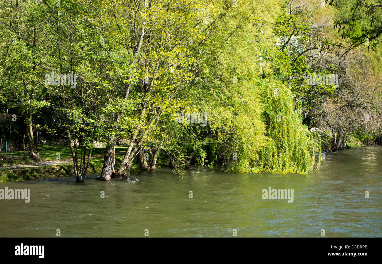 Con ramas de sauce llorón danging en el río Fotografía de stock Alamy
