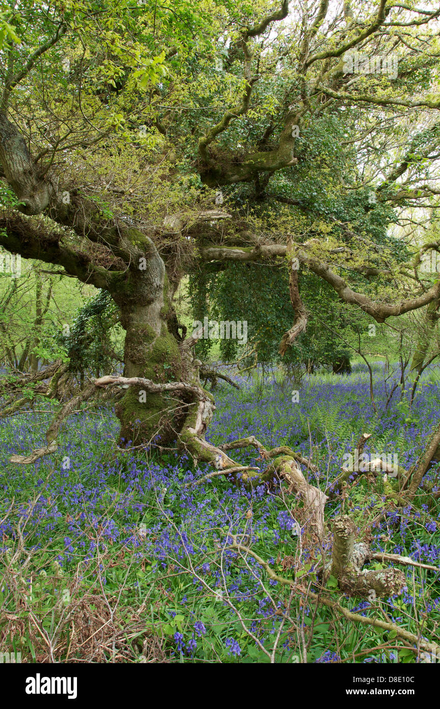 Primavera en inglés. Primavera Campanillas "Hyacinthoides nonscripta