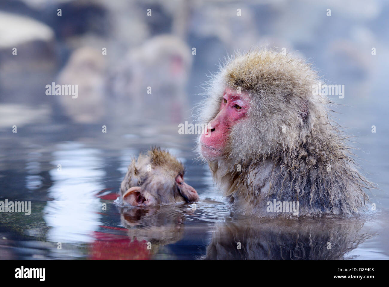 Monos de nieve japonés (macacos) en Nagano, Japón. Foto de stock
