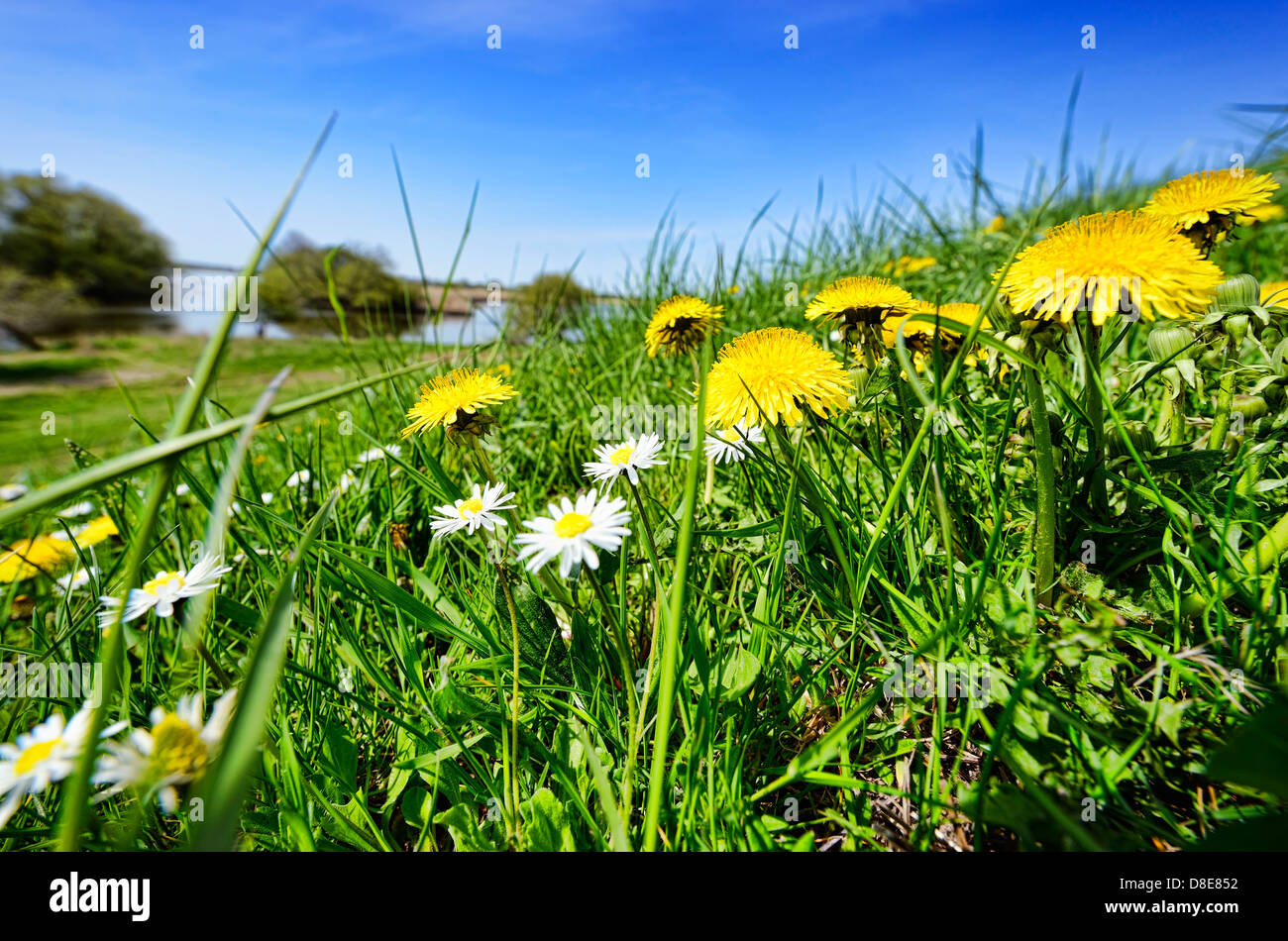 Dique y reserva natural Kirchwerder Zollenspieker en Hamburgo, Alemania, Europa Foto de stock