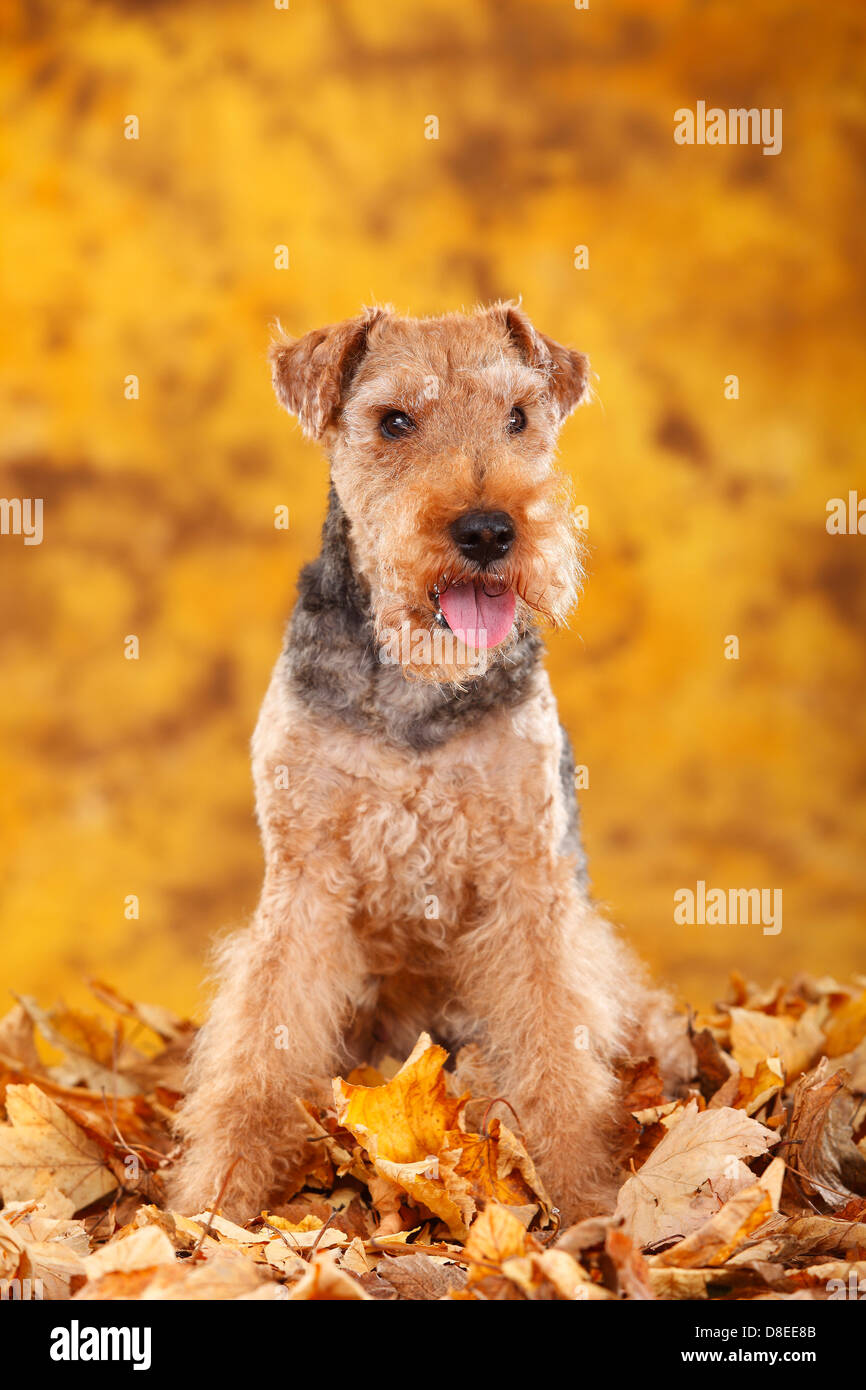Welsh Terrier, hembra, de 14 años de edad / otoño follaje |Welsh Terrier,  Huendin, 14 Jahre alt, alterar Hund / Herbstlaub Fotografía de stock - Alamy
