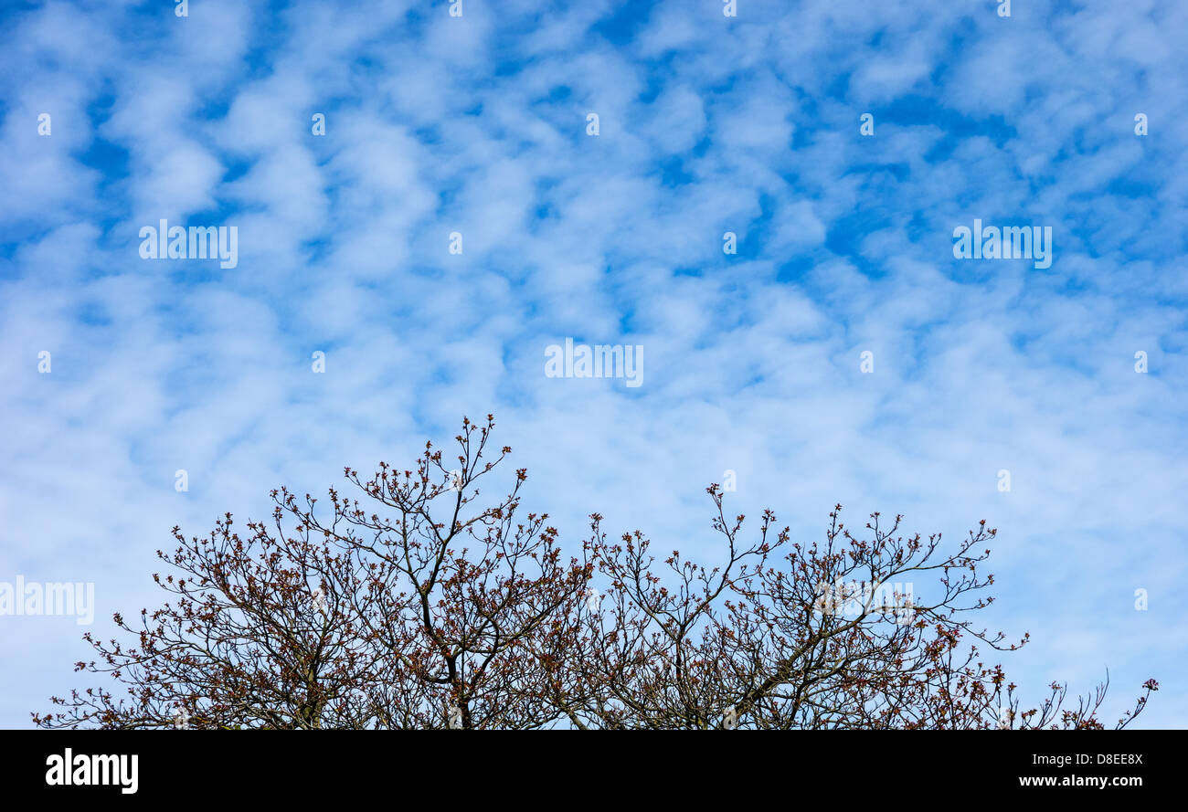 Nubes blancas mullidas contra Deep Blue Sky Foto de stock