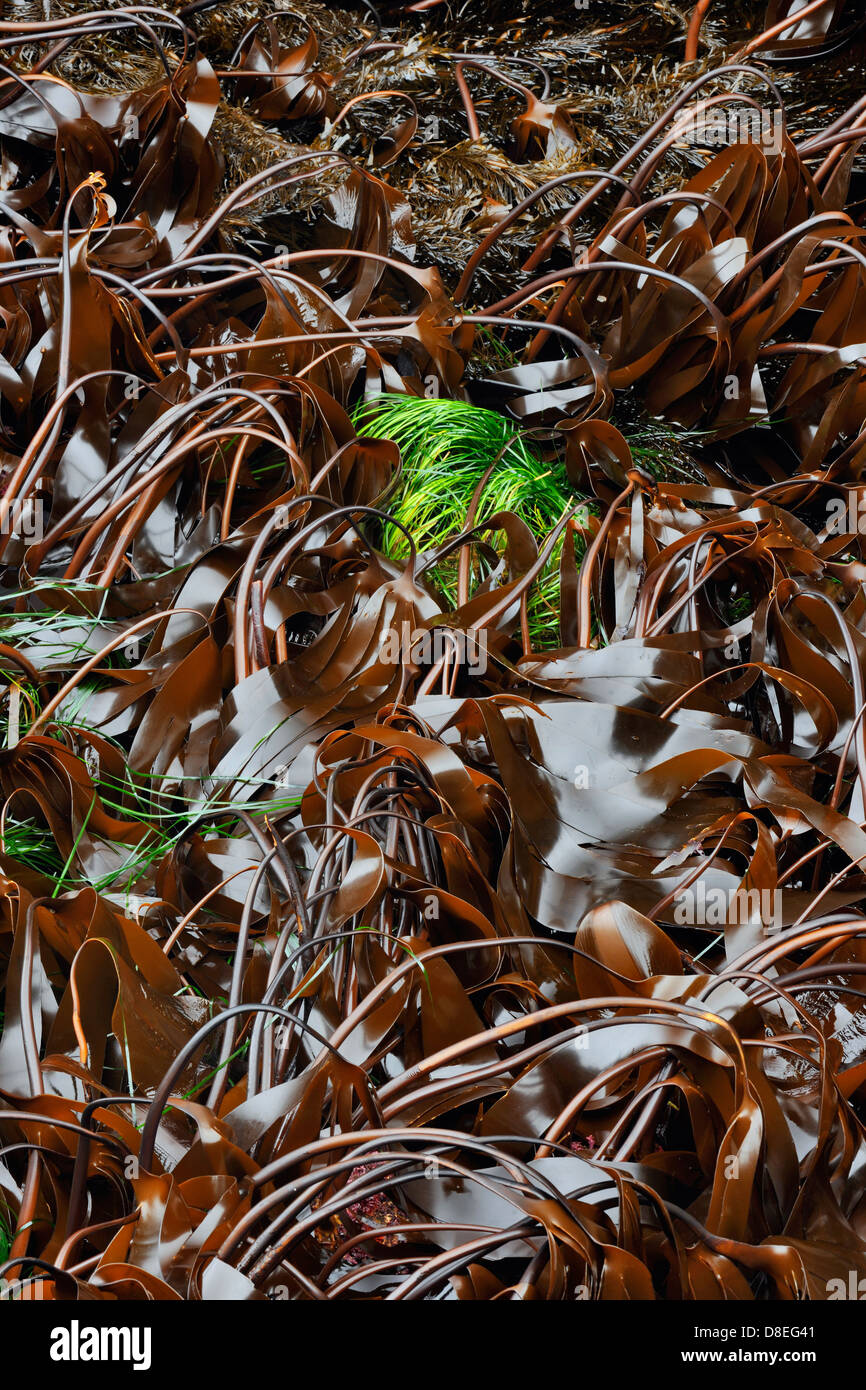 Split (alga laminaria setchellii) Haida Gwaii Islas de la Reina Carlota, parque nacional Gwaii Haanas, British Columbia, Canadá Foto de stock