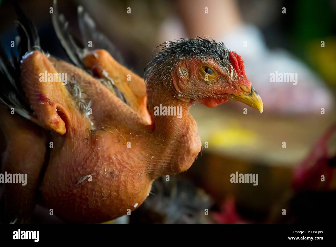 Pollo desplumado fotografías e imágenes de alta resolución Alamy