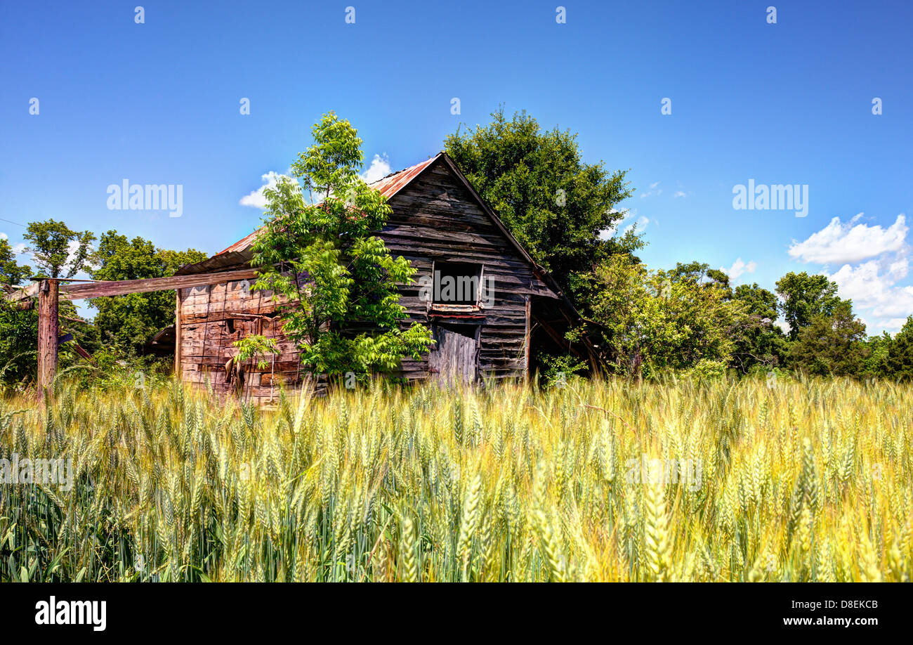 Antiguo granero abandonado y trigo en un paisaje rural del norte de Georgia. Foto de stock