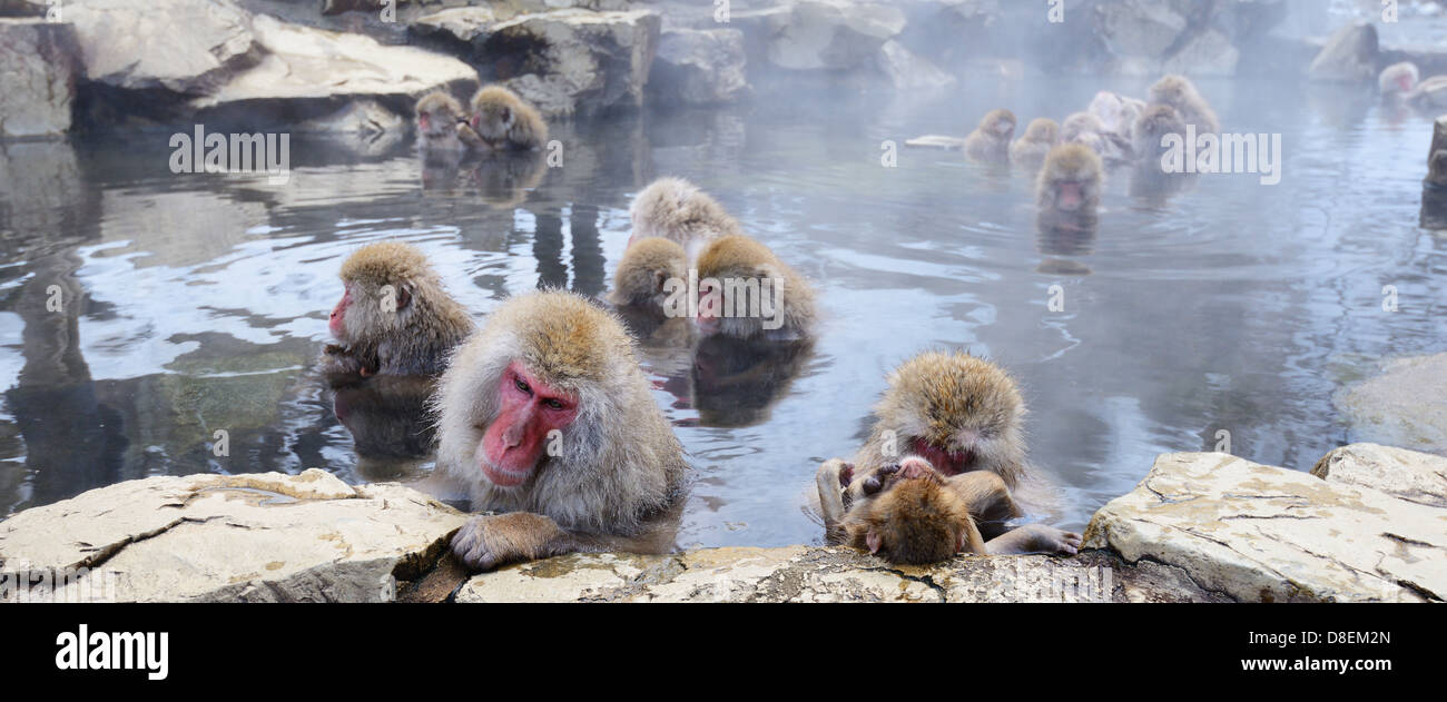 Monos de nieve japonés (macacos) en Nagano, Japón. Foto de stock