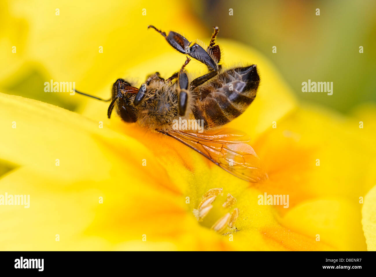 Muertos abeja de miel, Apis mellifera, sobre una flor, bee muertes Foto de stock