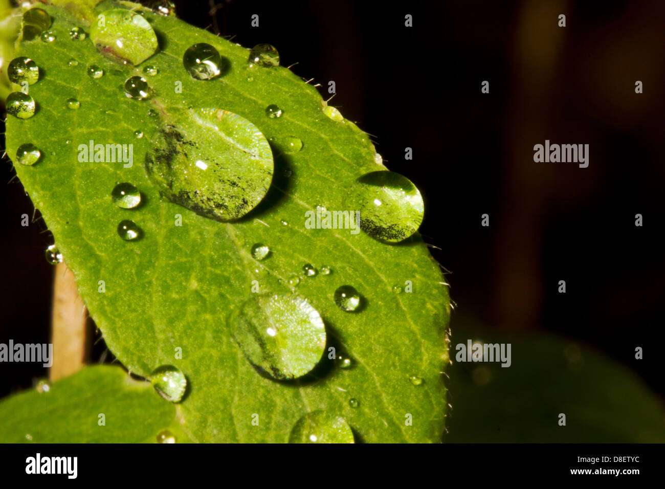 Adhesion cohesion fotografías e imágenes de alta resolución - Alamy